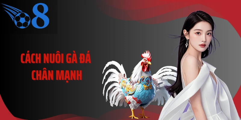 Cách Nuôi Gà Đá Chân Mạnh Theo Lộ Trình Thể Lực Chuẩn Sới Đấu