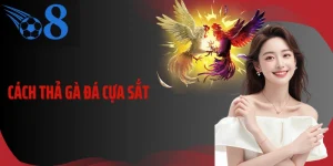 Cách Thả Gà Đá Cựa Sắt Chuẩn Xác Và Nhịp Mở Kèo Hiệu Quả