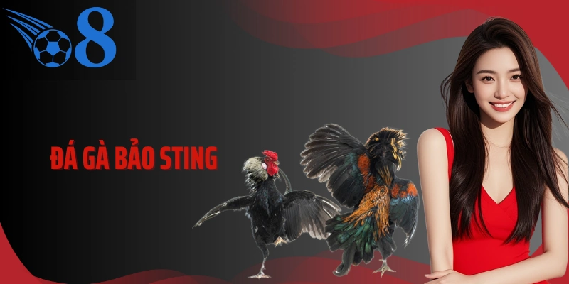 Đá Gà Bảo Sting Và Góc Nhìn Thực Chiến Từ Kèo Đến Hồ Đấu