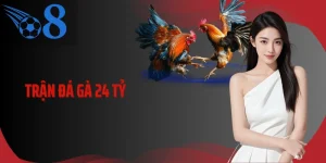 Trận Đá Gà 24 Tỷ Và Cuộc Đối Đầu Kỷ Lục Lịch Sử Gà Chọi